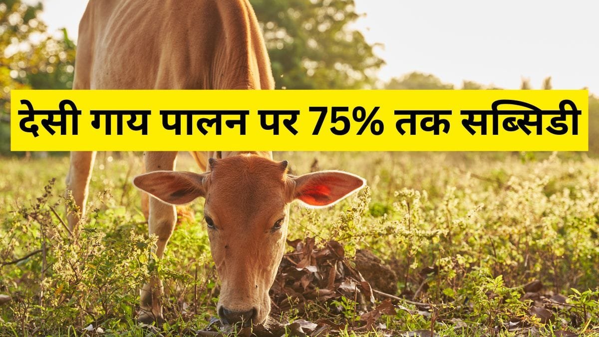 देसी गाय पालन