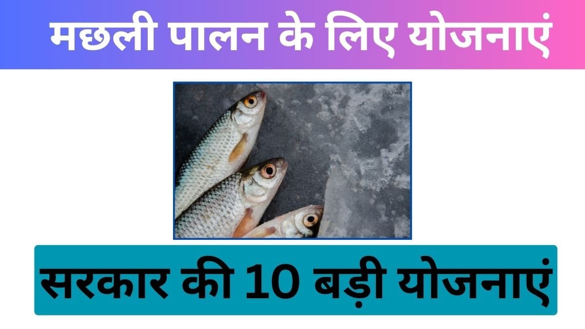 मछली पालन के लिए योजनाएं