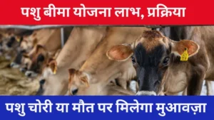 पशु बीमा योजना