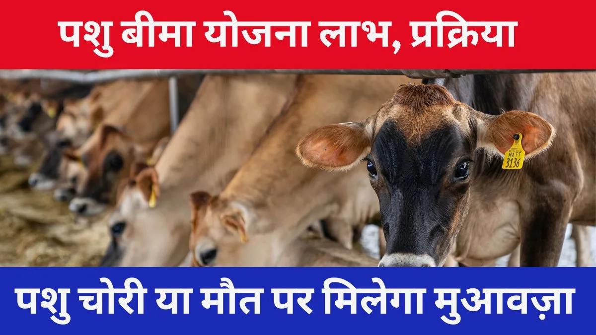 पशु बीमा योजना
