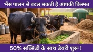 bhains-palan-yojana