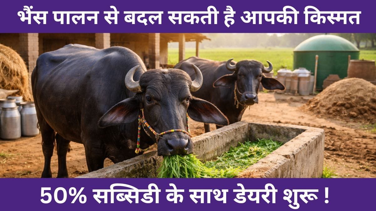 bhains-palan-yojana