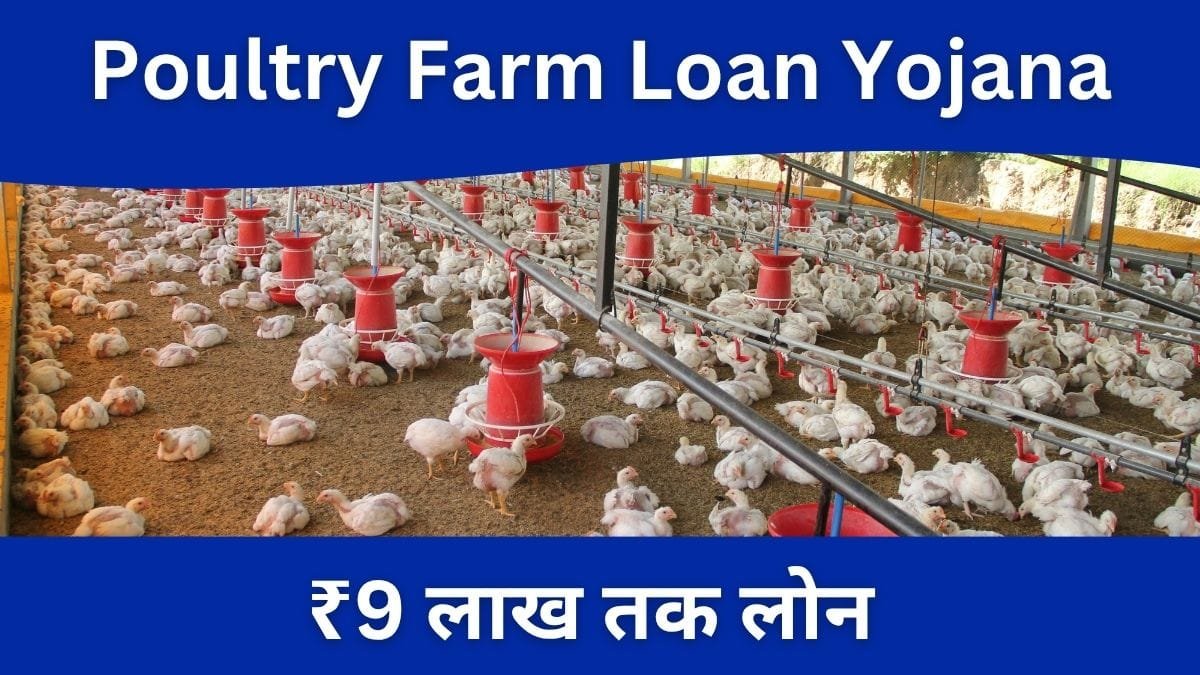 Poultry Farm Loan Yojana 2026: ₹9 लाख तक लोन और 33% सब्सिडी, ऐसे शुरू करें पोल्ट्री फार्म Poultry Farm Loan Yojana